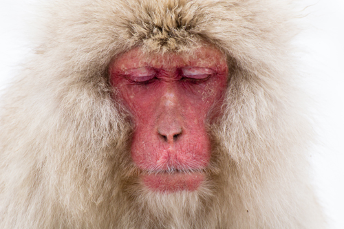 snow monkey